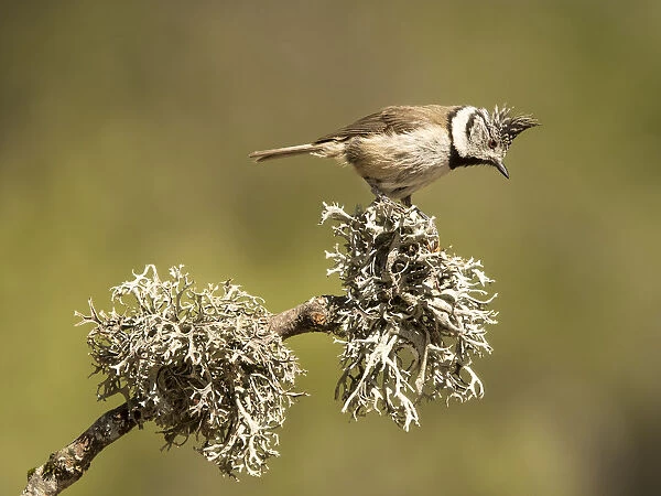 Bird of the species (Lophophanes cristatus), put on a branch with lichens