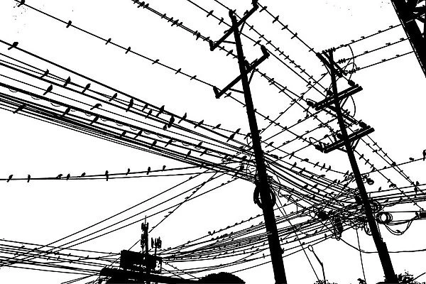 Birds on Wire, 507639450