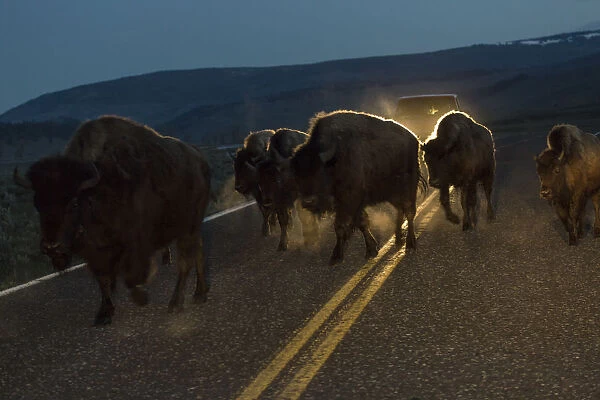 Bisons herd crossing road before dawn, Yellowstone National Park, Wyoming, USA