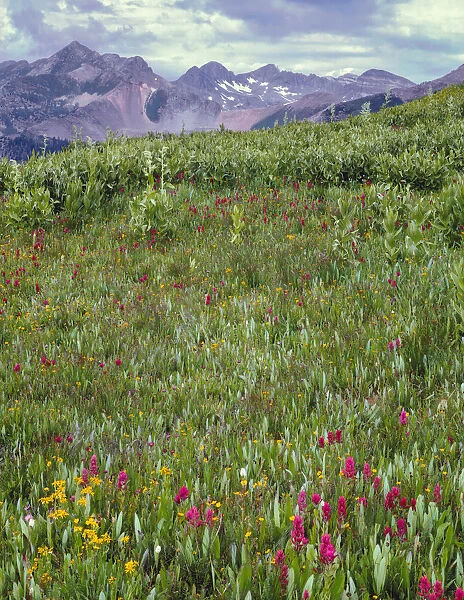 Bistort (Persicaria bistorta) and fleabane blooming beneath distant peaks of La Plata Mountains, San Juan National Forest, Colorado, USA