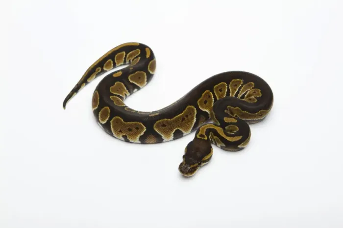 Framed Print : Black Head Double Het Albino Ghost Ball Python Print Framed Print : Black Head Double Het Albino Ghost Ball Python Print