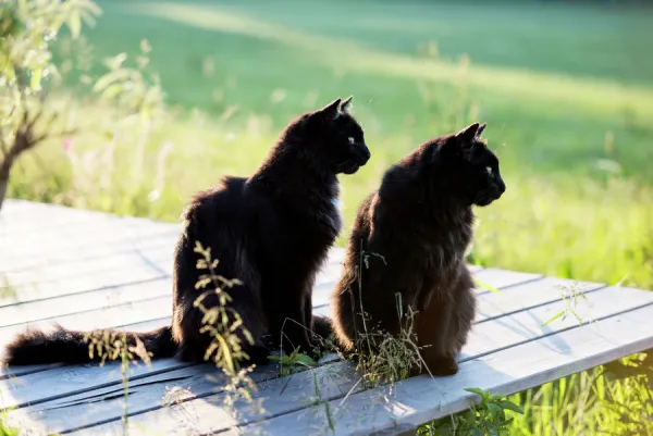 Two black long hair cats