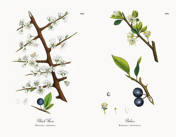 Black Thorn, Prunus spinosa, Victorian Botanical Illustration, 1863