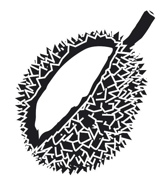 Black and white digital illustration of Durian showing aril and thorn-covered husk