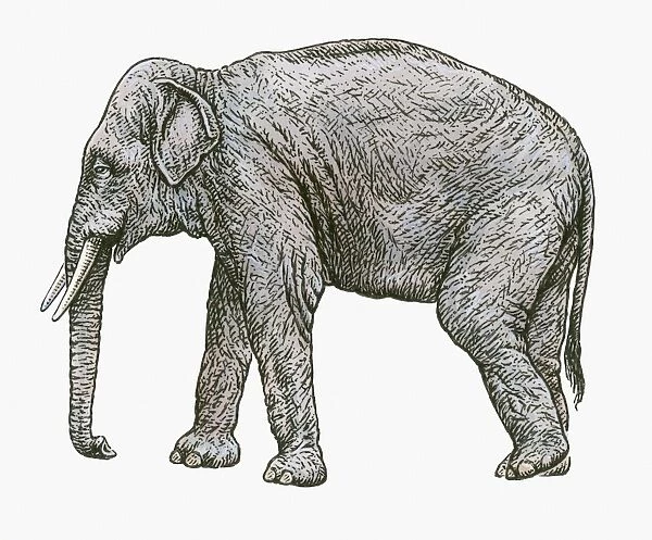 Black and white illustration of Asian Elephant (Elephas colbertis)