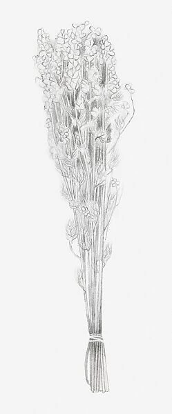 Black and white illustration of a bunch of dried flowers