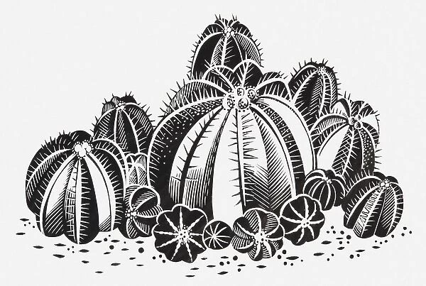 Black and white illustration of a cluster of cacti