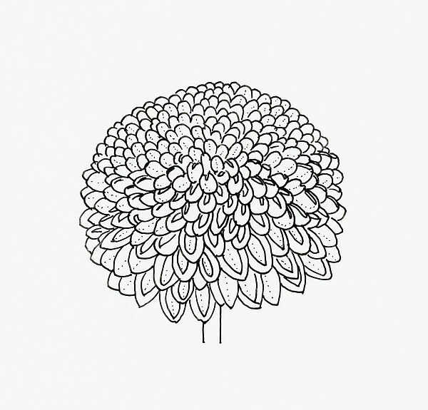 Black and white illustration pompon Chrysanthemum flower head