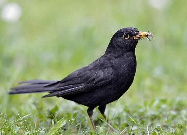 Blackbird -Turdus merula-, male, collecting insects in its beak