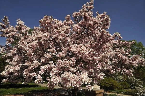 Blooming Magnolia -Magnolia- in the city park with a blue sky, Nuremberg, Middle Franconia, Bavaria, Germany
