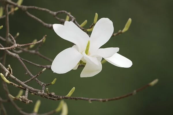 Blossom of a Yulan magnolia -Magnolia denudata-