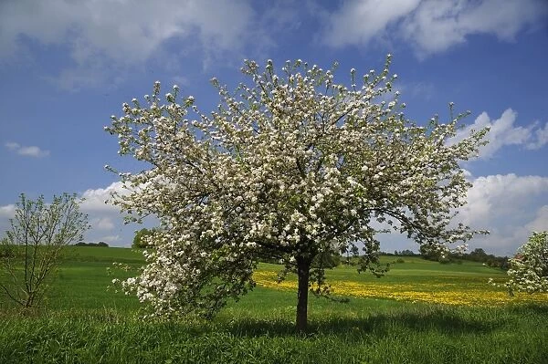 Blossoming Apple Tree -Malus domesticus- on a meadow, Pettensiedel, Igensdorf, Upper Franconia, Bavaria, Germany