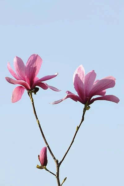 Blossoms of a magnolia -Magnolia-, Heaven Scent species