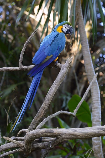 Blue-and-yellow macaw -Ara ararauna-, Bali, Indonesia