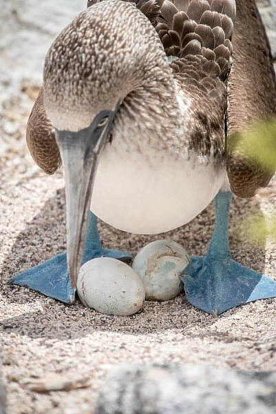 Blue-Footed Booby Eggs