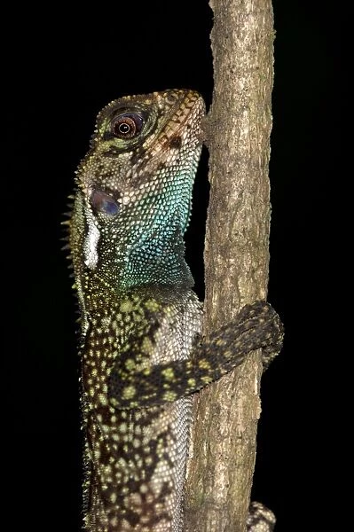 Blue-lipped Tree Lizard -Plica umbra-, Tiputini rainforest, Yasuni National Park, Ecuador, South America