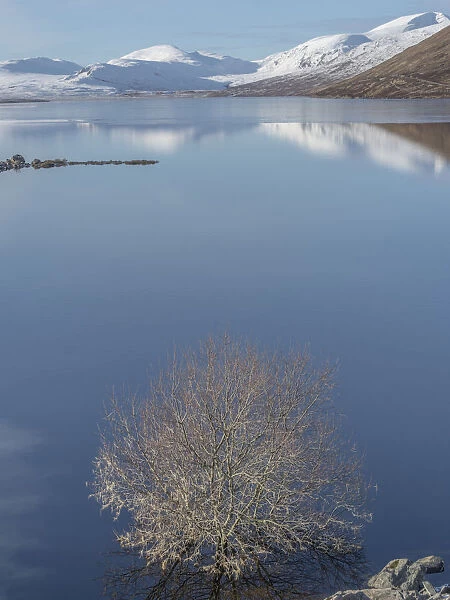 Blue loch. Scottish Loch with tree and reflections of snowy mountains