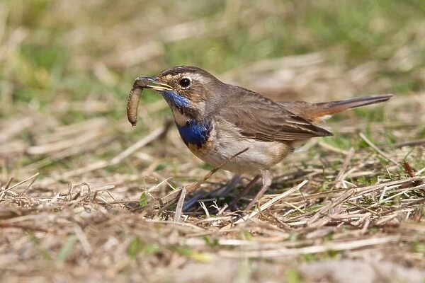 Bluethroat -Luscinia svecica- with a worm, Texel, West Frisian Islands, province of North Holland, The Netherlands