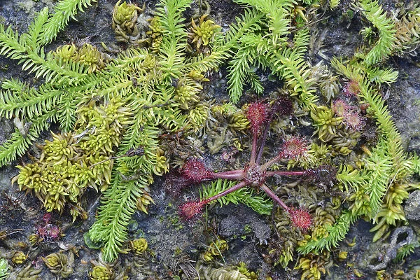 Bog Clubmoss -Lycopodiella inundata- and Round-leafed Sundew -Drosera rotundifolia-, Emsland, Lower Saxony, Germany