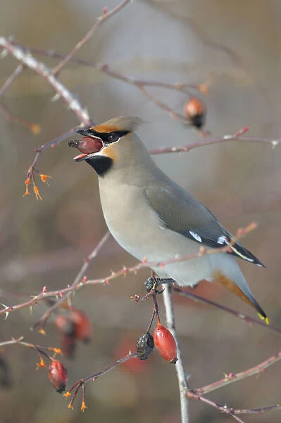 Bohemian Waxwing -Bombycilla garrulus- on a Dog Rose -Rosa canina- while eating a rose hip, Swabian Alb biosphere reserve, Baden-Wurttemberg, Germany