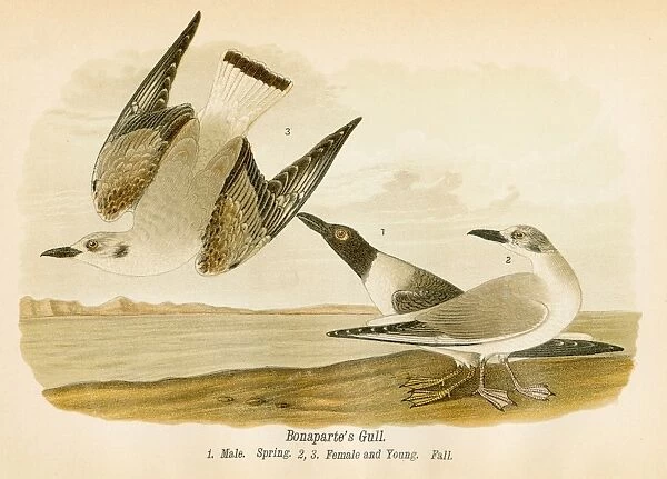 Bonaparte gull bird lithograph 1890