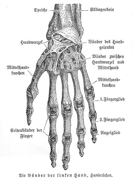 Bones of hand anatomy engraving 1857