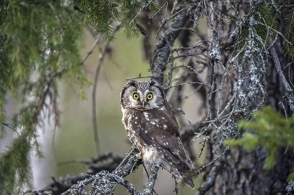 Boreal Owl or Tengmalms Owl -Aegolius funereus-, Kuusamo, Finland