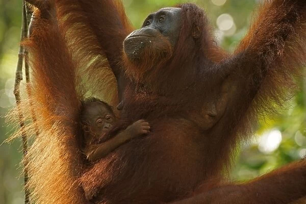 Bornean Orangutans -Pongo pygmaeus-, adult female with young, Tanjung Puting National Park, Central Kalimantan, Borneo, Indonesia