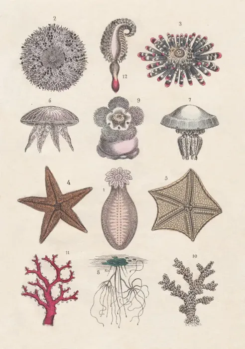 Framed Print : Fine Art Print of 1880 Echinoderms and Cnidarians Framed Print : Fine Art Print of 1880 Echinoderms and Cnidarians