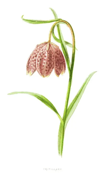 Framed Print : Fritillary Antique Print Framed Print : Fritillary Antique Print