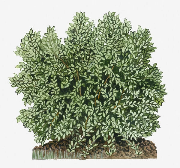 botany, cut out, day, flora, green, herb, leaf, no people, outdoors, shrub, simmondsia chinensis