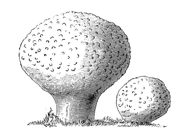 Botany plants antique engraving illustration: Lycoperdon perlatum, puffball