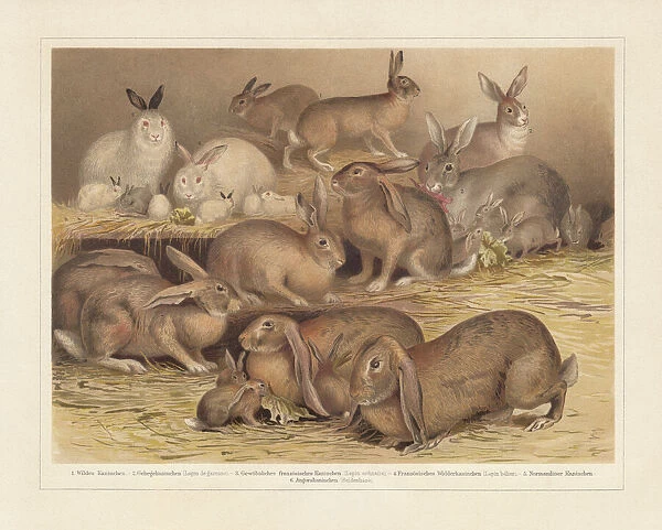 Breeds of domestic rabbits, chromolithograph, published in 1897