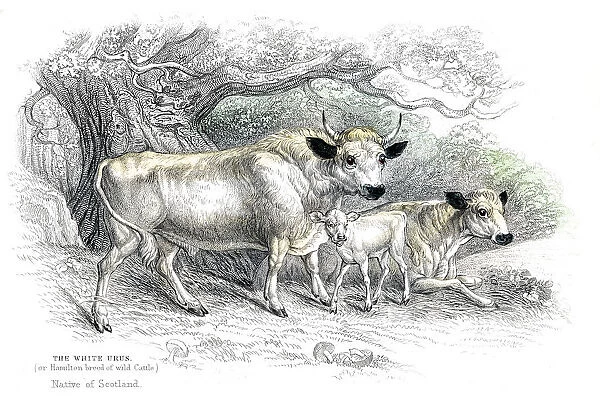 British wild cattle lithograph 1884
