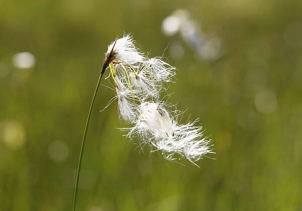Broad-leaved Cotton Grass -Eriophorum latifolium-, Kirchseemoor, Upper Bavaria, Bavaria, Germany