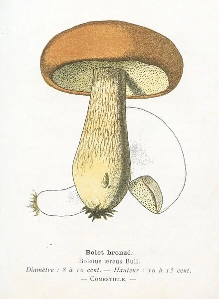 Bronze bolete mushroom engraving 1895