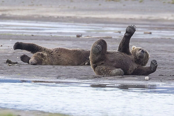 Brown Bears Stretching