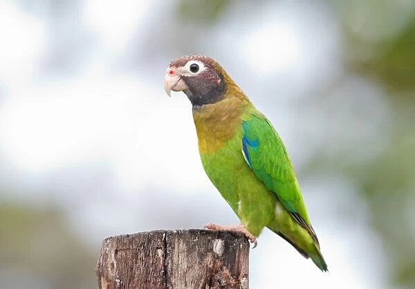 Brown-hooded parrot (Pyrilia haematotis) Costa Rica