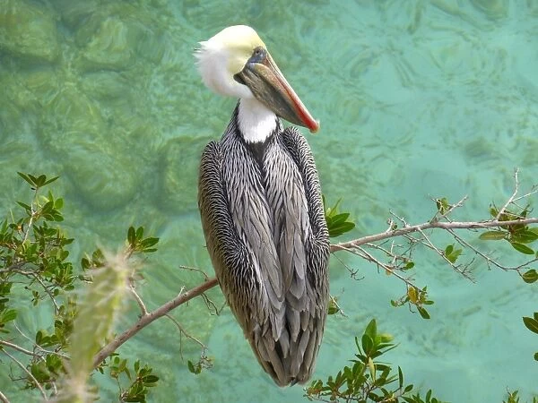 A brown pelican (Pelecanus occidentalis)