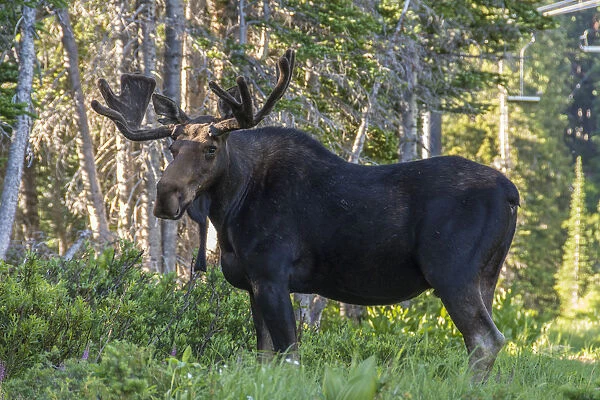 Bull moose ( Alces Alces) standing in forest, Alta, Utah, USA
