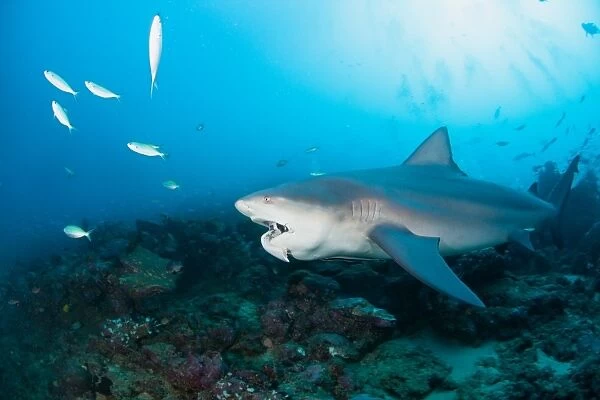 Ups. Bull shark with part of the tuna at his mouth.Fiji. Bequa lagoon