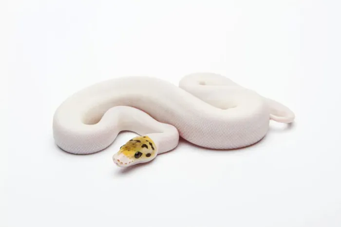 Framed Print : Bumble Bee Piebald Ball Python Print