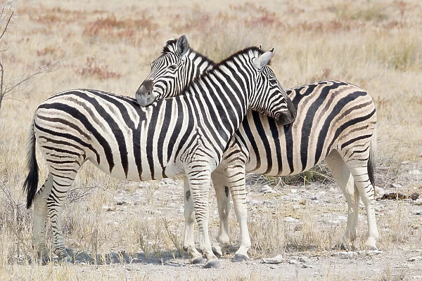 Two Burchells zebra -Equus quagga-, Etosha National Park, Namibia