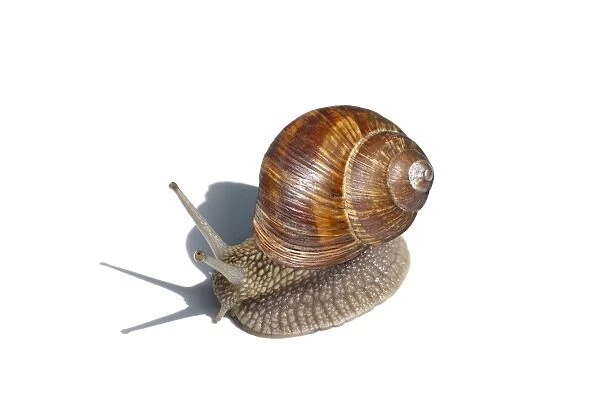 Burgundy Snail -Helix pomatia-