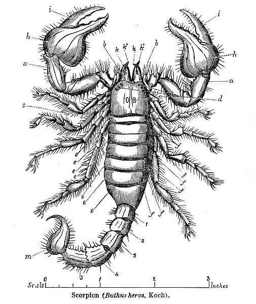 Buthus scorpion engraving 1878