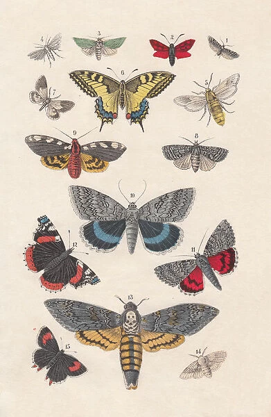 Butterflies, hand-colored lithograph, published in 1880
