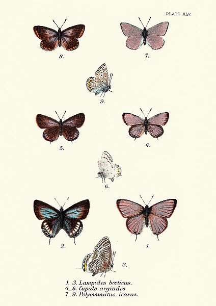 Butterflies, Lampides boeticus (Pea blue), Cupido argiades, Polyommatus icarus
