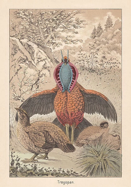 Cabots tragopan (Tragopan caboti), pheasant species, hand-colored lithograph, published 1891