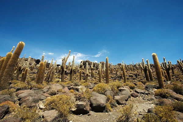Cactus on Incahuasi island, Salar de Uyuni, Bolivia