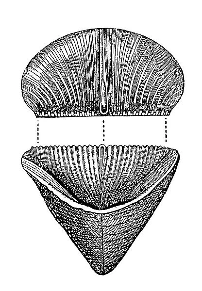 Calceola sandalina (coral polyp), Fossils from the Paleozoic Era